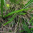 Blätterfoto Ranunculus kuepferi